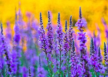 《后宫佳丽999》：韩国性感喜剧真人互动电影游戏强势来袭，开启跨时空撩妹新体验！